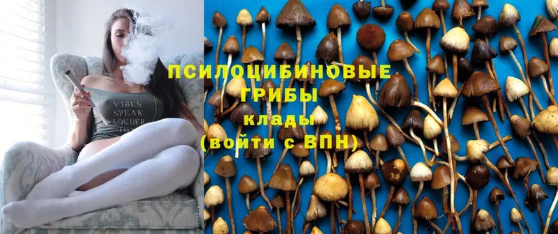 kraken зеркало  Баксан  Псилоцибиновые грибы GOLDEN TEACHER 